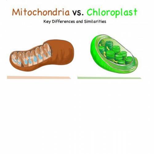 The function of both of the organelles pictured below.
Mitochondria vs. Chloroplast