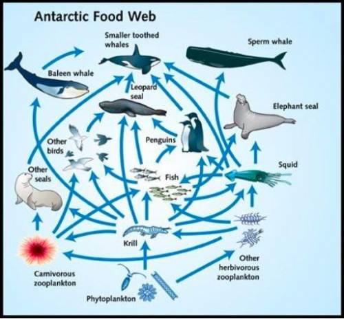 The following in an Antarctic Food Web. What role do Phytoplankton and Krill play in this food web?