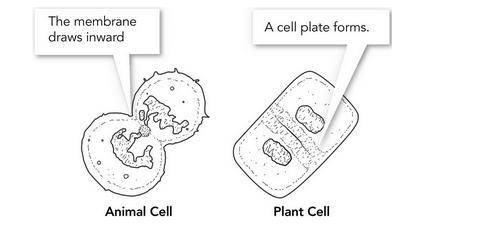 Cell division occurs in animal cells and plant cells. The illustration below shows an animal cell a