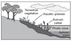 The diagram illustrates plants and two different zones of a deep lake.

In the upper part of the p