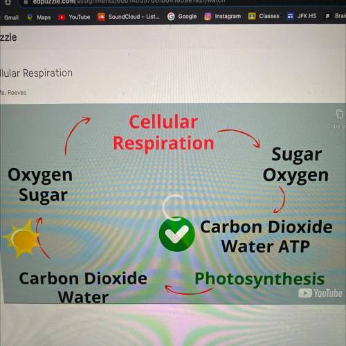 What are the raw materials needed for cellular respiration?

A. carbon dioxide and glucose
B. wate