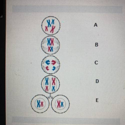 The illustration below shows the steps of meiosis 
What is the step that is labeled D?