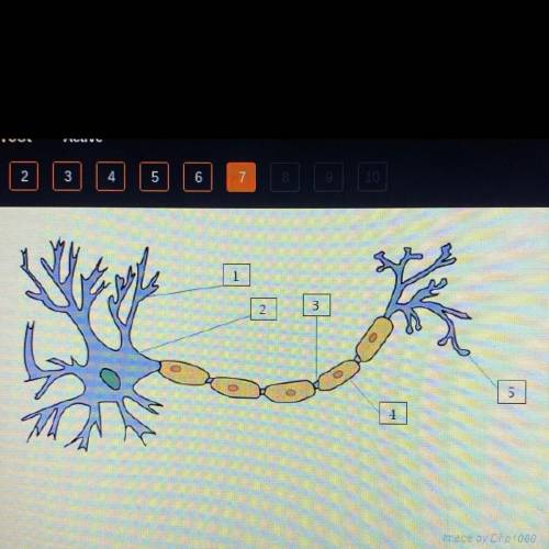 Which line is pointing to the axon terminals?
A. 1
B. 2
C. 4.
D. 5