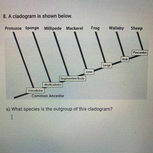 PLEASE HELP!!!

A cladogram is shown below
a) what species is the outgroup of this cladogram 
b) N