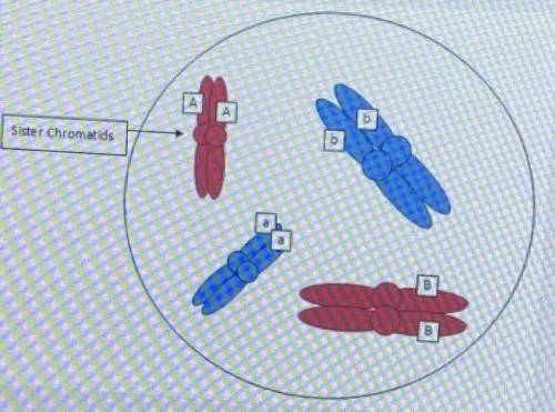 Below is an image of a nucleus before it divides via meiosis. The chromosomes shown in red are from