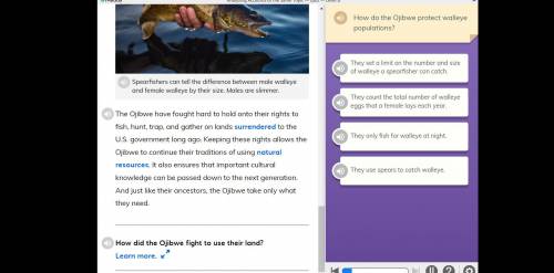 How do the Ojibwe protect walleye populations?