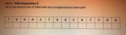 Fill in the bottom line of DNA with the complementary base pair: