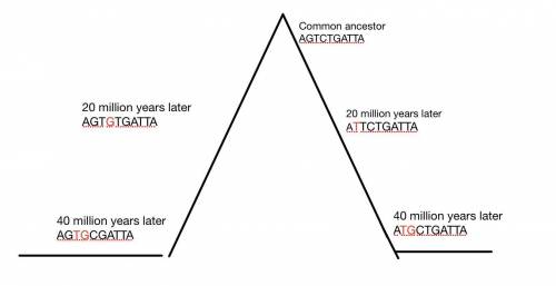 Examine the differences between the common ancestor’s original gene and the genomes of the existing