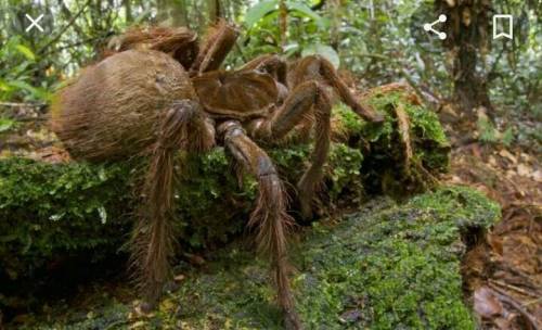 What is the largest spider in the world ?​