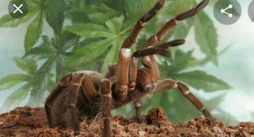 What is the largest spider in the world ?​