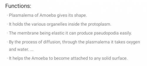 What are the functions of Amoeba Organs​