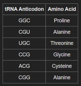 A part of an mRNA molecule with the following sequence is being read by a ribosome: 5'-CCG-ACG-3' (