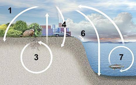 Which area on this illustration represents how marine organisms depend upon nitrogen-fixing and den