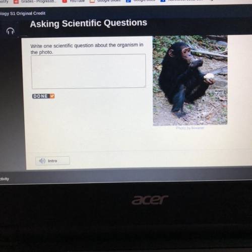 Write one scientific question about the ape in the photo?
