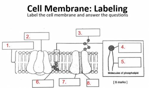 Pls help me label the cell membrane
