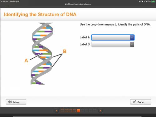 I need help ASAPUse the drop-down menus to identify the parts of DNA.