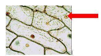 Which organelle is the red arrow pointing towards?
Brainliest to right answer