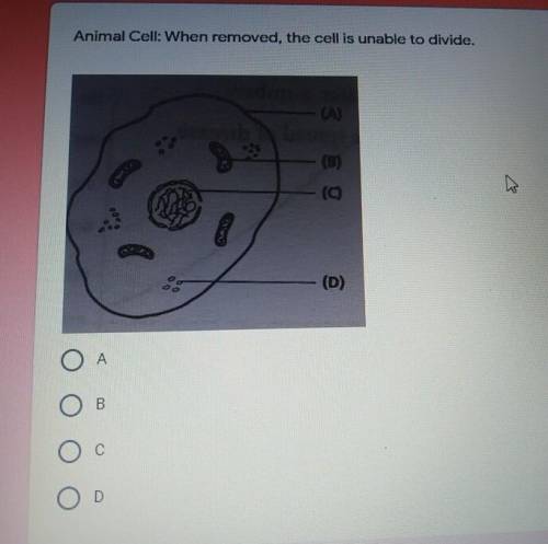 Animal cell: when removed, the cell is unable to divide.I need this ASK please​