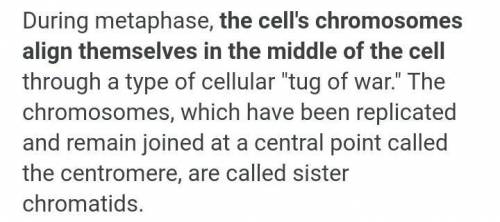 Describe the changes of cell in metaphase.