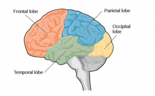 Which lobe of the cerebrum controls cognitive skills?