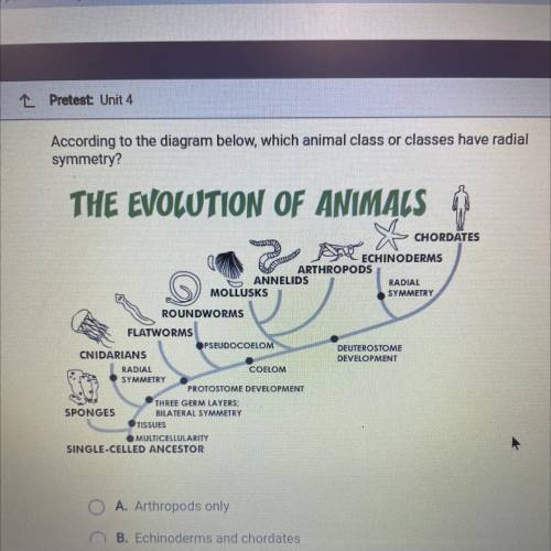 According to the diagram below, which animal class or classes have radial

symmetry?
THE EVOLUTION