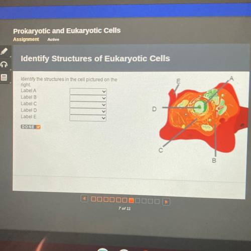 2

E
А
Identify the structures in the cell pictured on the
right
Label A
Label B
Label C
Label D
L