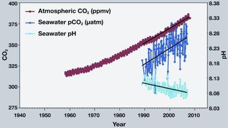 After studying the historical concentrations of carbon in the oceans for several years, scientists