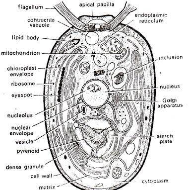 Well labelled diagram of an algae