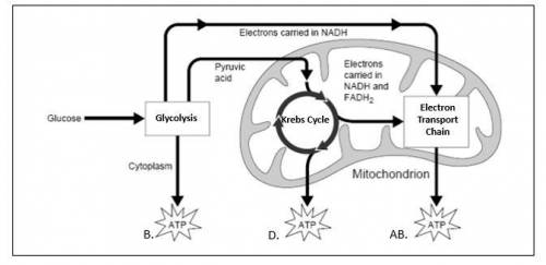 Which statement is correct about the Krebs cycle?

A) Oxygen is a waste product of the Krebs cycle