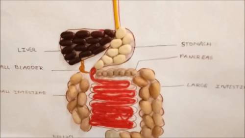 Create a model of a digestive system using household items.