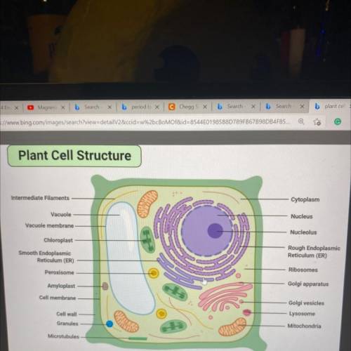 I need help labeling the plant organelles