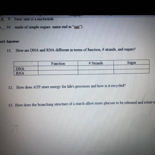 How are DNA and RNA different in terms of function, #strands, and sugars