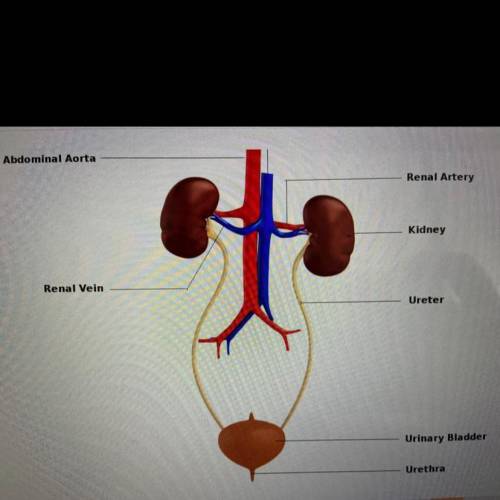 Which row matches the structure with the function

a. Urinary bladder - production of urine 
b. Ki