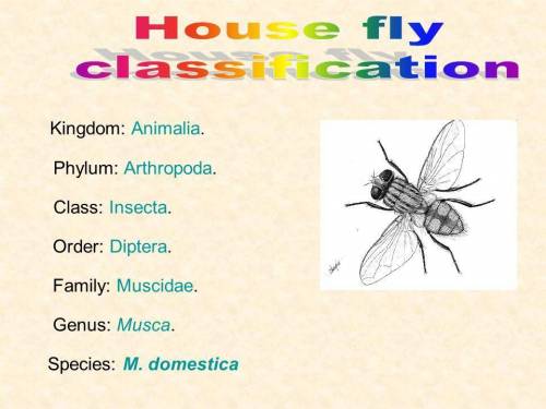 Classification of housefly (biology)