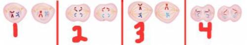 Which diagram illustrates anaphase II?PLZ HELP MEEEEEEEEEEEEEEE1 2 3 4