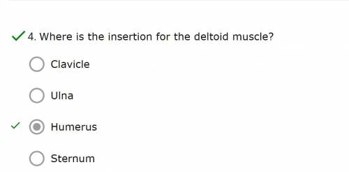 Where is the insertion for the deltoid muscle?