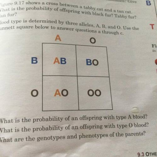 6. Blood type is determined by three alleles, A, B, and O. Use the

punnett square below to answer