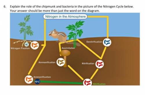 Explain the role of the chipmunk and bacteria in the picture of the Nitrogen Cycle below. Your answ