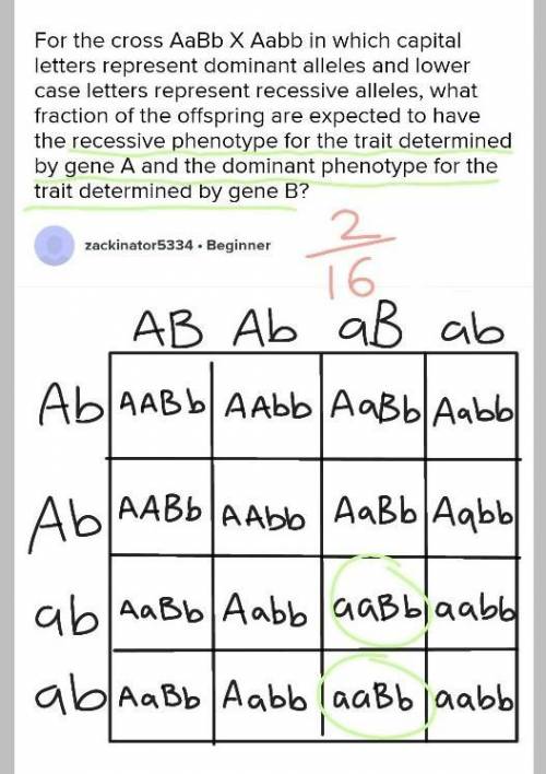 For the cross AaBb X Aabb in which capital letters represent dominant alleles and lower case letters