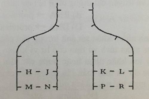 The diagram below depicts part of the DNA structure during replication. Knowing that H represents T