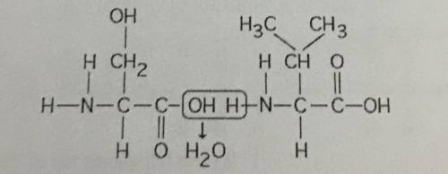 The chemical reaction is illustrated in the figure below ________.

A) is a hydrolysis reaction B)
