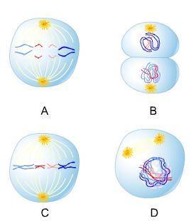Which picture illustrates the telophase stage of mitosis?

Picture A, where spindle fibers start t