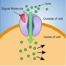 Look at the model below representing a signal transduction in a cell:

Which of the following woul