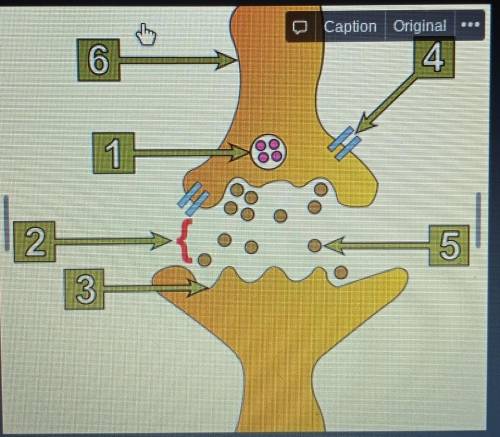Label the axon, motor end plates (neurotransmitter receptor), calcium channel, synaptixk vesicles,