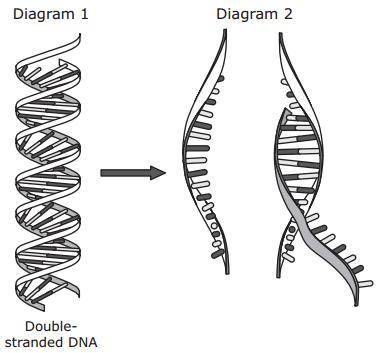 The initial steps in gene expression are modeled below. Double-stranded DNA first unwinds into two