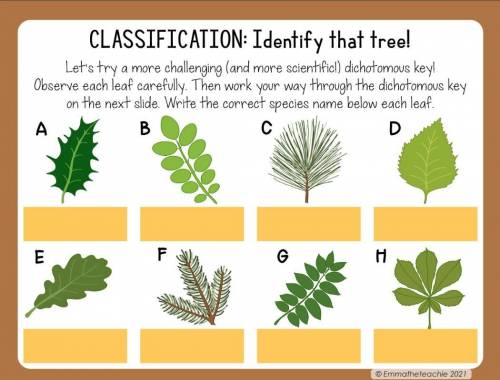 lets try a more challenging and more scientific dichotomous key observe each leaf carefully then wo