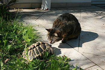 Observe and compare the forces acting on the turtle and the cat.

a turtle and a cat on the ground
