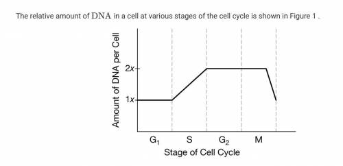 Which of the following best describes how the amount of DNA in the cell changes during M phase?

T