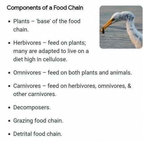 The components of every food chain are
