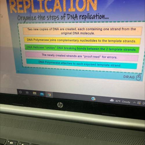 Organize the steps of dna replication PLEASE HELP